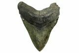 Serrated, Fossil Megalodon Tooth - South Carolina #374087-1